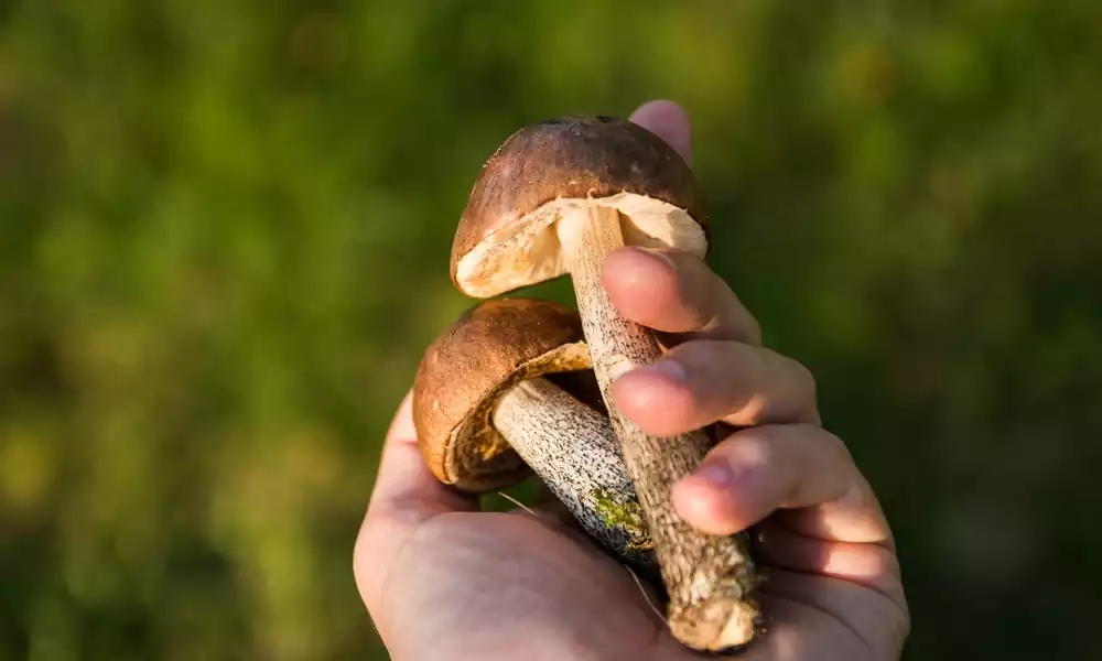 Mushroom Farming